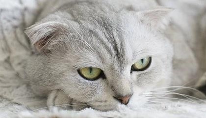 开云官网：以云为翼，连接每一个可能